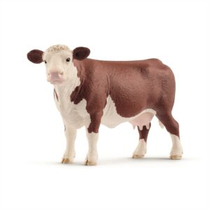 Hereford cow