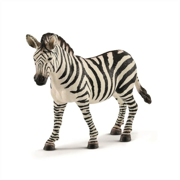 Zebra, female